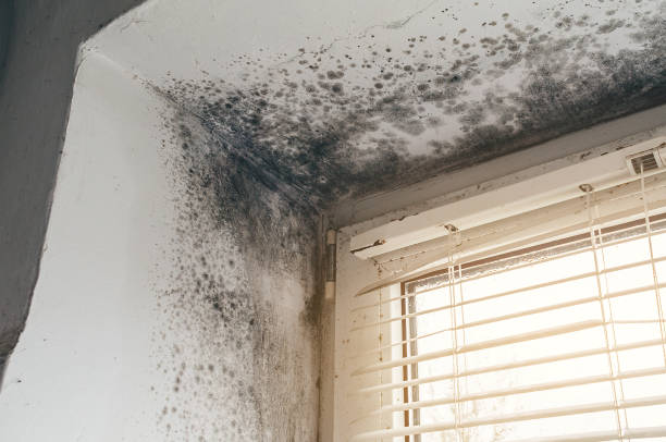 Affordable Attic Mold Remediation solutions in Glenwood, GA